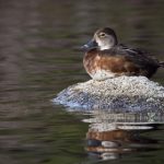 如何在必赢亚洲娱乐中获得最佳游戏体验与奖励 z4lqid6