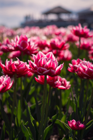 3d开奖045前后关系深度解析与走势图分析