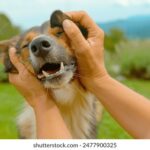 19017期开奖号码公布,最新结果抢先看 oztwtp