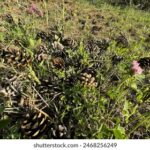 18香香开奖现场最新开奖号码公布 t2fougfa2